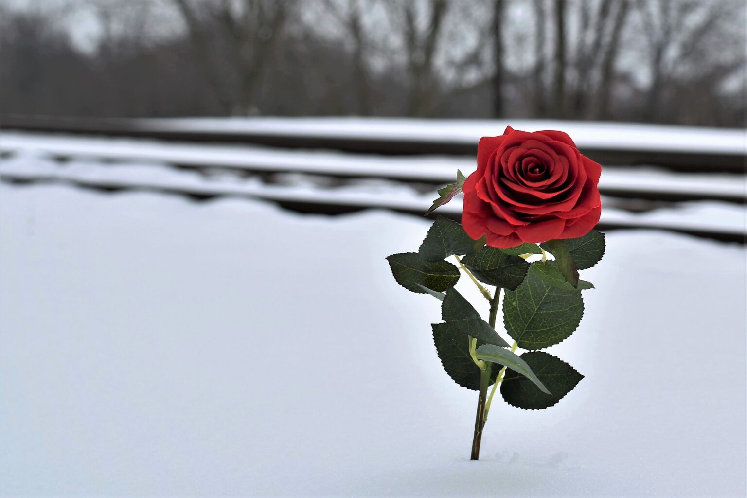 A red rose in snow signifies suicide prevention awareness efforts.
