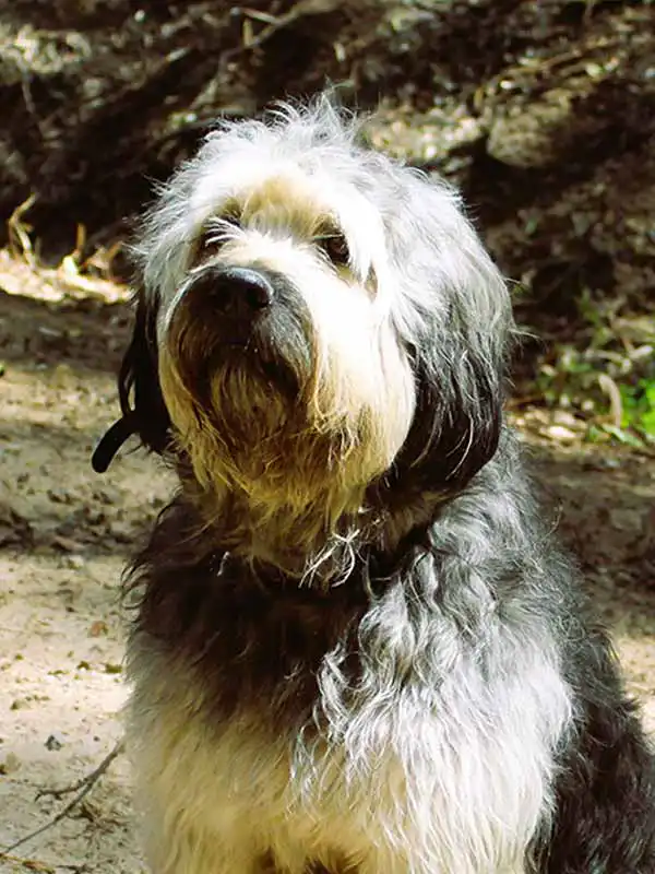 Brook-Therapy-Dog-at-Socal-Empowered